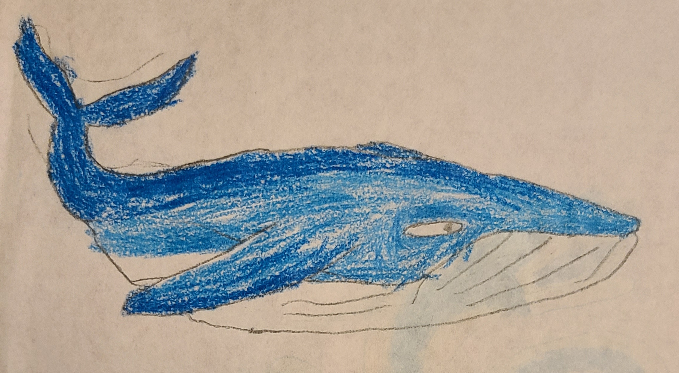 A swimming blue whale; he is very big. His body is bright blue, apart from his belly area, which is white.