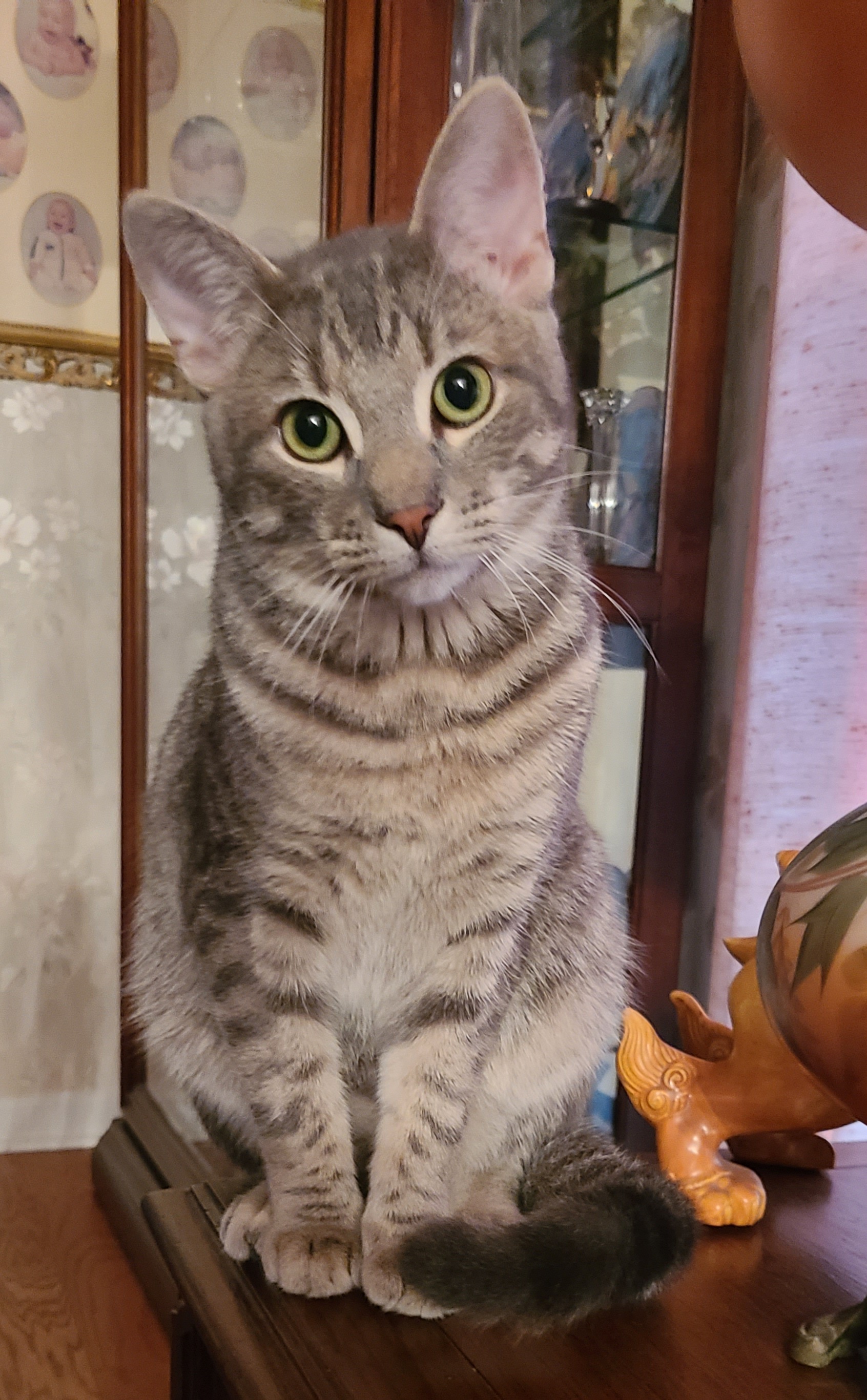 This is my cat, Casper, sitting on a table, looking at the camera.